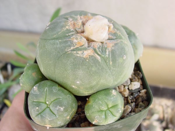 Lophophora_diffusa_2